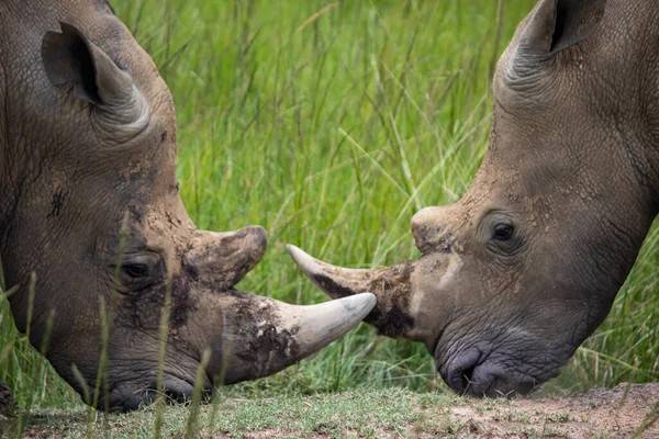 White Rhino Square Lipped Rhinoceros Ceratotherium Simum Imire Rhino Wildlife — Stock Photo, Image
