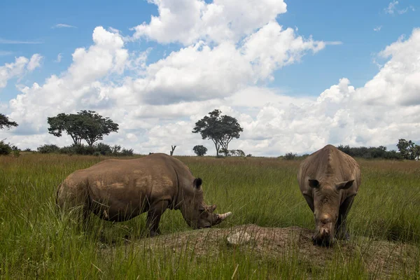 Beyaz Gergedan veya kare dudaklı gergedan (Ceratotherium simum) Imire Rhino & Vahşi Yaşam Koruma Alanı, Zimbabwe