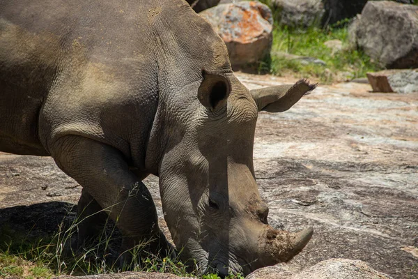 White Rhino Square Lipped Rhinoceros Ceratotherium Simum Imire Rhino Wildlife — ストック写真