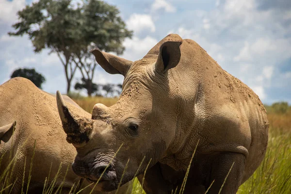 Rhinocéros Blanc Rhinocéros Lèvres Carrées Ceratotherium Simum Imire Rhino Wildlife — Photo