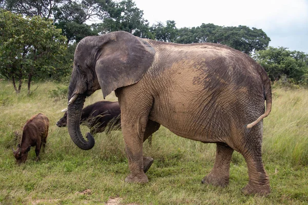 Члены Большой Пятерки Африканских Животных Слонов Буйволов Идущих Вместе Саванне — стоковое фото