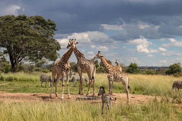 Mehrere Wilde Tiere Zebra Und Giraffe Die Sich Die Wasserquelle — Stockfoto