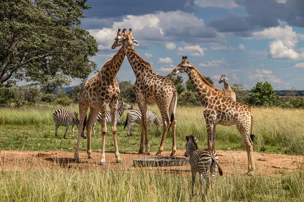 Kilka Dzikich Zwierząt Zebra Żyrafa Gromadzących Się Wokół Źródła Wody — Zdjęcie stockowe