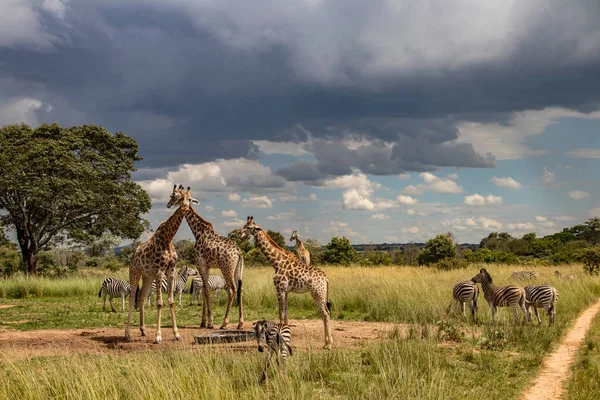 Several wild animals (zebra and giraffe), gathering around water source in savannah in national preservation park Imire, in Zimbabwe, scenic landscape before sunset, touristic destination for open vehicle safari