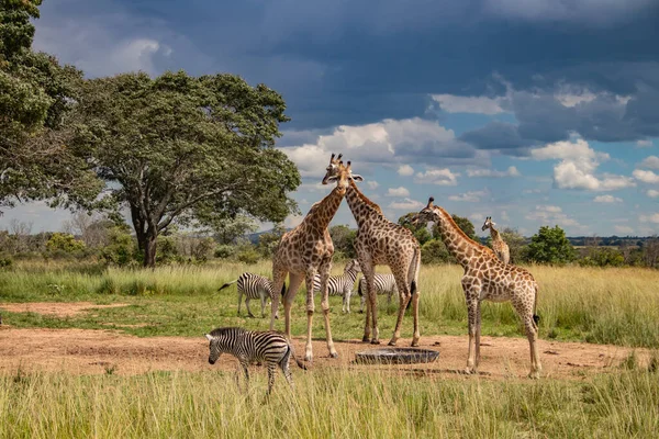 Verschillende Wilde Dieren Zebra Giraffe Verzameld Rond Waterbron Savanne Nationaal — Stockfoto