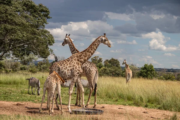 Plusieurs Animaux Sauvages Zèbre Girafe Rassemblés Autour Source Eau Dans — Photo