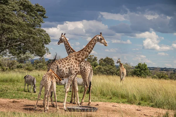 Několik Volně Žijících Zvířat Zebry Žirafy Shromažďující Kolem Vodního Zdroje — Stock fotografie