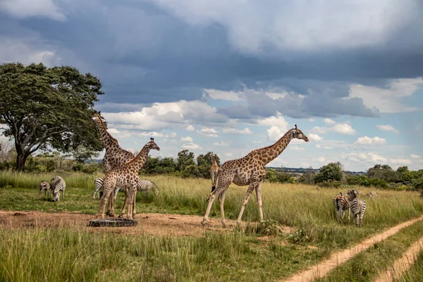 Několik Volně Žijících Zvířat Zebry Žirafy Shromažďující Kolem Vodního Zdroje — Stock fotografie