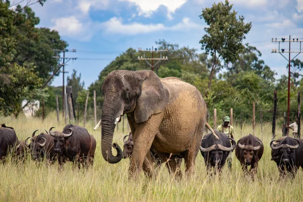 Mitglieder Der Fünf Großen Afrikanischen Tiere Elefant Und Büffel Die — Stockfoto
