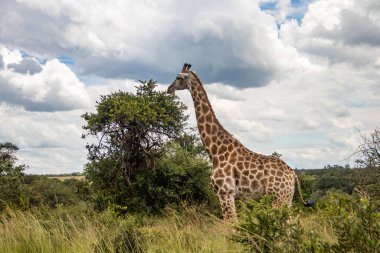 Savanadaki yalnız zürafa, doğal yaşam alanı, Imire Rhino & Vahşi Yaşam Koruma Ulusal Parkı, Zimbabwe