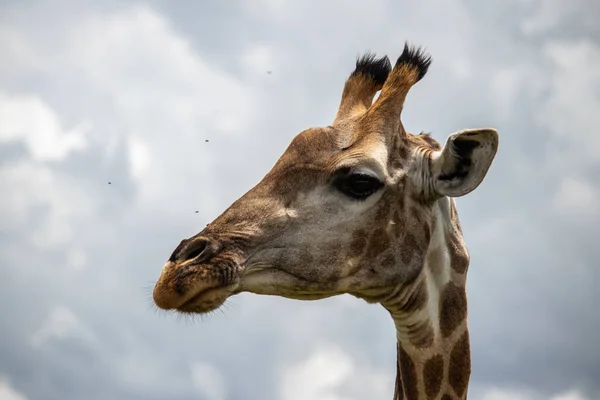Girafa Solitária Savana Seu Habitat Natural Imire Rhino Wildlife Conservancy — Fotografia de Stock