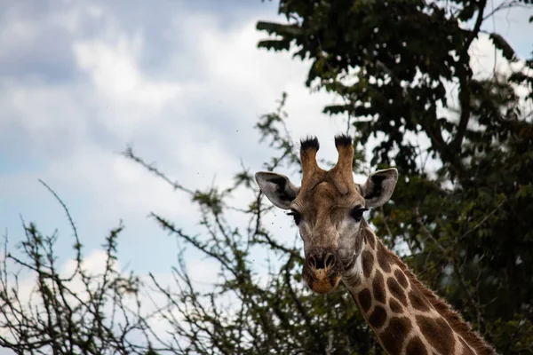 Lonely Giraffe Savann Hennes Naturliga Livsmiljö Imire Rhino Wildlife Conservancy — Stockfoto