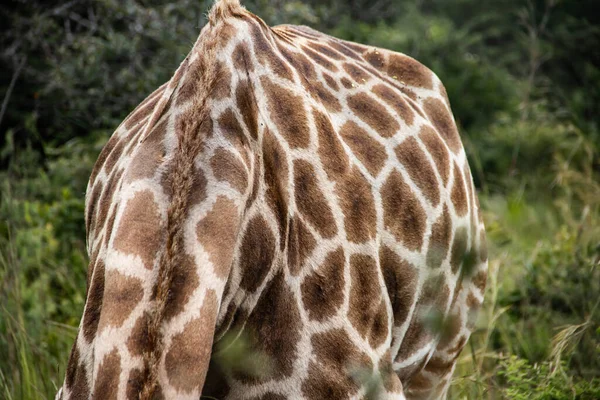Baksidan Ensam Giraffe Savann Hennes Naturliga Miljö Imire Rhino Wildlife — Stockfoto