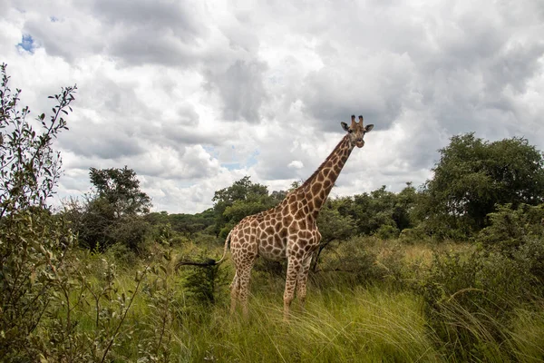 Osamělá Žirafa Savaně Její Přírodní Stanoviště Imire Rhino Wildlife Conservancy — Stock fotografie