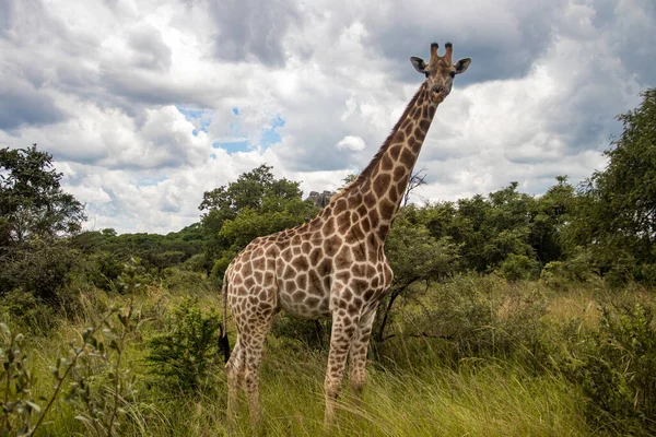 Giraffa Solitaria Savana Suo Habitat Naturale Nel Parco Nazionale Imire — Foto Stock