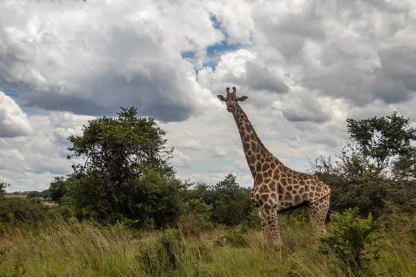 Savanadaki Yalnız Zürafa Doğal Yaşam Alanı Imire Rhino Vahşi Yaşam — Stok fotoğraf