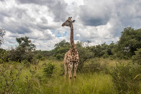 Einsame Giraffe Der Savanne Ihrem Natürlichen Lebensraum Imire Rhino Wildlife — Stockfoto