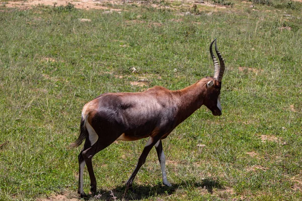 Blesbok Blesbuck Damaliscus Pygargus Phillipsi Una Sottospecie Dell Antilope Bontebok — Foto Stock