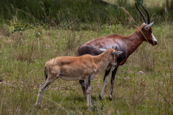 Blesbok Neboli Blesuck Damaliscus Pygargus Phillipsi Poddruh Antilopy Bontebok Endemické — Stock fotografie