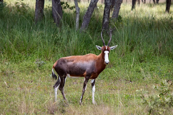 Blesbok或Blesbuck Damaliscus Pygargus Phillipsi 是在津巴布韦伊米尔国家公园的萨凡纳拍摄的南部非洲特有的羚羊的亚种 — 图库照片