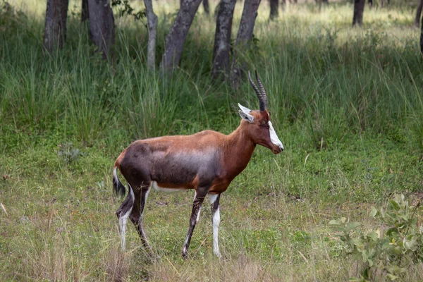 Blesbok Blesbuck Damaliscus Pygargus Phillipsi Una Sottospecie Dell Antilope Bontebok — Foto Stock