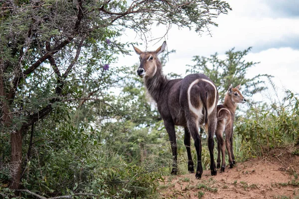 在津巴布韦伊米尔国家公园的萨凡纳 非洲树荫下的小羊宝宝与小羊宝宝一起在树荫下休息 — 图库照片