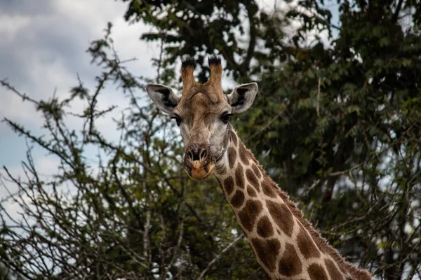 Eenzame Giraffe Savannah Haar Natuurlijke Habitat Imire Rhino Wildlife Conservancy — Stockfoto