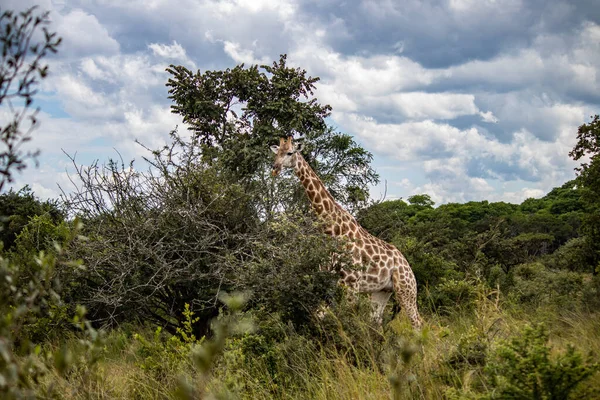 位于津巴布韦伊米尔犀牛野生动物保护区国家公园的萨凡纳 她的天然栖息地 的寂寞长颈鹿 — 图库照片
