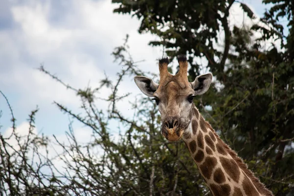 Samotna Żyrafa Sawannie Jej Naturalnym Środowisku Parku Narodowym Imire Rhino — Zdjęcie stockowe