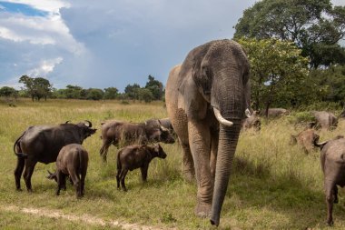 Afrika 'nın beş büyük hayvanı, fili ve bufalosu Zimbabwe' deki Afrika açık araç safarisinde birlikte yürüyorlar, İmire Rhino ve Vahşi Yaşam Koruma Alanı.