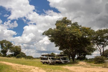 Ağacın gölgesinde park etmiş safari sırasında turistler Zimbabwe 'deki Imire Ulusal Parkı' nda kısa bir mola veriyorlar.