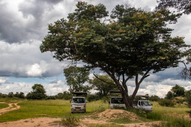 Ağacın gölgesinde park etmiş safari sırasında turistler Zimbabwe 'deki Imire Ulusal Parkı' nda kısa bir mola veriyorlar.