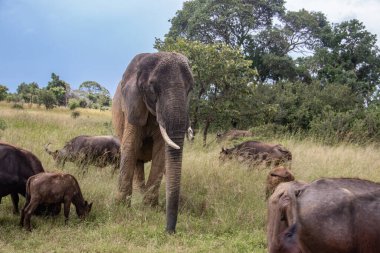 Afrika 'nın beş büyük hayvanı, fili ve bufalosu Zimbabwe' deki Afrika açık araç safarisinde birlikte yürüyorlar, İmire Rhino ve Vahşi Yaşam Koruma Alanı.