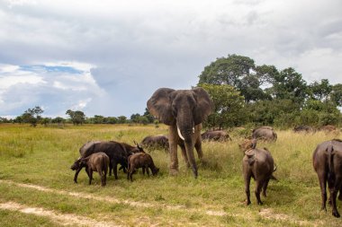 Afrika 'nın beş büyük hayvanı, fili ve bufalosu Zimbabwe' deki Afrika açık araç safarisinde birlikte yürüyorlar, İmire Rhino ve Vahşi Yaşam Koruma Alanı.