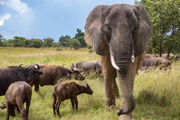 Afrika 'nın beş büyük hayvanı, fili ve bufalosu Zimbabwe' deki Afrika açık araç safarisinde birlikte yürüyorlar, İmire Rhino ve Vahşi Yaşam Koruma Alanı.