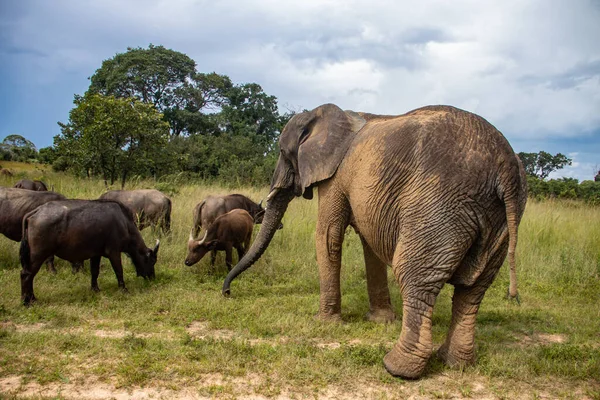 Miembros Cinco Grandes Animales Africanos Elefantes Búfalos Caminando Juntos Sabana — Foto de Stock