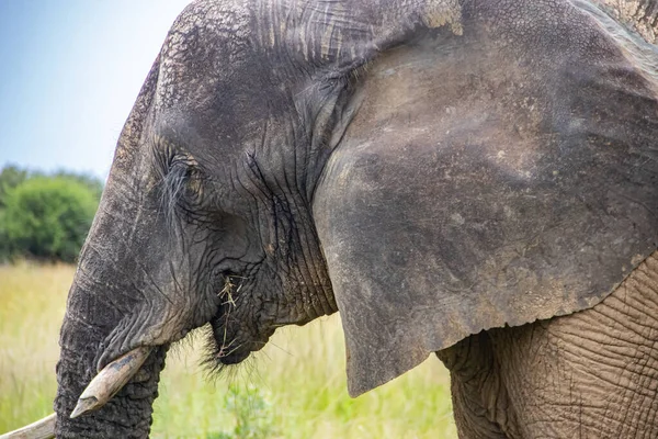 Medlemmar Stora Fem Afrikanska Djur Elefant Och Buffel Promenader Tillsammans — Stockfoto