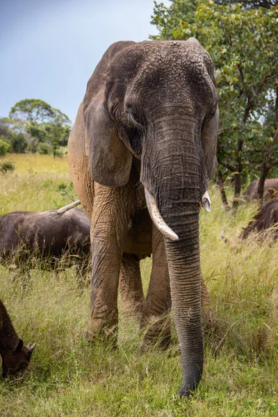 Miembros Cinco Grandes Animales Africanos Elefantes Búfalos Caminando Juntos Sabana —  Fotos de Stock
