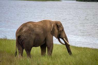 Küçük gölün yanında yürüyen fil, Imire Ulusal Parkı, Zimbabwe