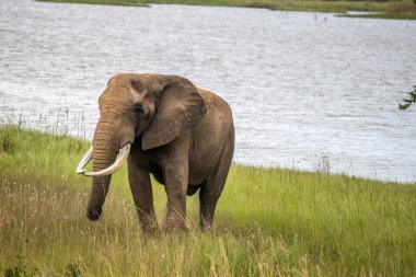 Küçük gölün yanında yürüyen fil, Imire Ulusal Parkı, Zimbabwe