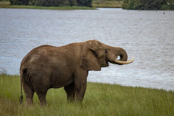 Elefante Caminando Junto Pequeño Lago Parque Nacional Imire Zimbabwe África —  Fotos de Stock