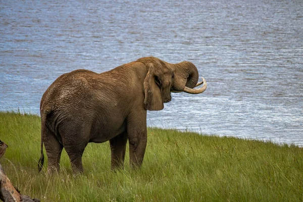 Elefante Caminando Junto Pequeño Lago Parque Nacional Imire Zimbabue — Foto de Stock