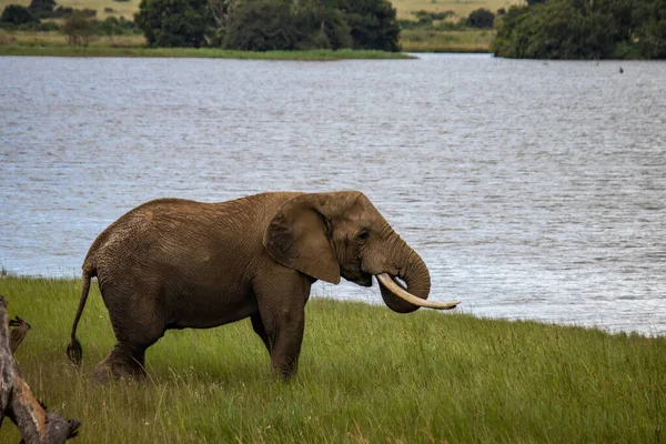 Elefante Caminando Junto Pequeño Lago Parque Nacional Imire Zimbabue —  Fotos de Stock