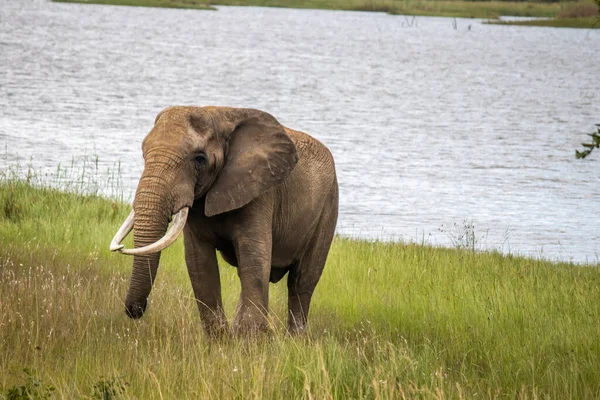 Elefante Caminando Junto Pequeño Lago Parque Nacional Imire Zimbabue — Foto de Stock
