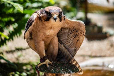 Peregrine Falcon, Latin Falco peregrinus 'da, dünyanın en hızlı kuşlarından biridir, avını vurmak için büyük yüksekliklerden atlayan Peregrine muhtemelen saatte 320 km' ye ulaşabilir.