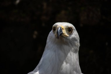 Afrika balık kartalı (Latince: Haliaeetus vocifer), Afrika deniz kartalı ile avlanma arasında kalan, Malawi, Namibya, Zambiya ve Zimbabwe 'nin ulusal kuşudur. Chewa 'da Nkwazi, Shona' da hungwe, IZulu 'da inkwazi olarak bilinen yerel dillerde