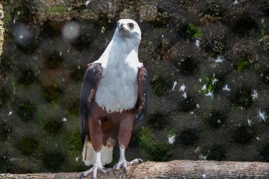 Afrika balık kartalı (Latince: Haliaeetus vocifer), Afrika deniz kartalı ile avlanma arasında kalan, Malawi, Namibya, Zambiya ve Zimbabwe 'nin ulusal kuşudur. Chewa 'da Nkwazi, Shona' da hungwe, IZulu 'da inkwazi olarak bilinen yerel dillerde