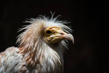 Mısırlı Akbaba portresi, tuhaf görünüşlü, solgun, orta boylu, çıplak, resmi görünümlü sarı yüzlü bir akbaba. Gagası siyah uçlu dar.