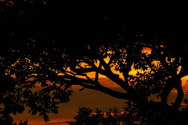 Красиво Красочный Закат Просматривается Через Типичную Африканскую Форму Дерева Горизонте — стоковое фото