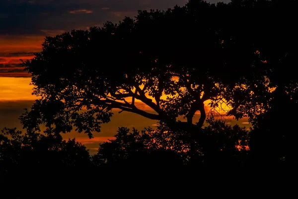 ジンバブエのマーロンデラと呼ばれる地域では Imire国立公園からHarareに向かう途中で 地平線の典型的なアフリカの形の木を通して見られる美しいカラフルな夕日 — ストック写真